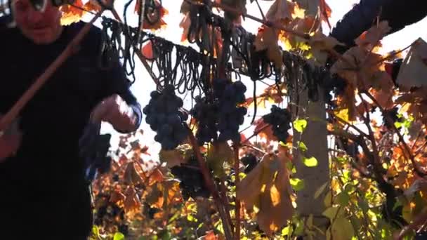Hands Harmony Nature Harvesting Grapes Detailed Close Shot Hands Harvest — Stock Video