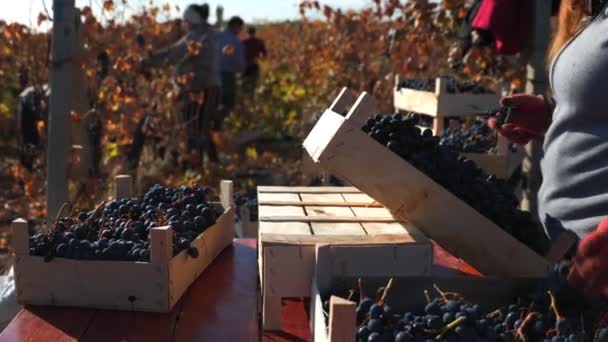 葡萄采摘人参与了细致的葡萄采摘过程 葡萄园工人在行动葡萄收获 — 图库视频影像