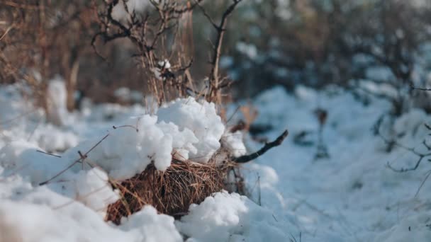 Naturezas Frosty Palette Uma Foto Macro Texturas Cobertas Neve Destacando — Vídeo de Stock