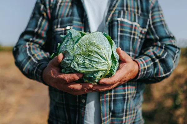 A Close Up Glimpse of the Farmer Weathered Hands, Tenderly Holding a Freshly Harvested Cabbage in the Rural Farmland. Harvest Time Close Up Farmer Hands Holding Fresh Cabbage