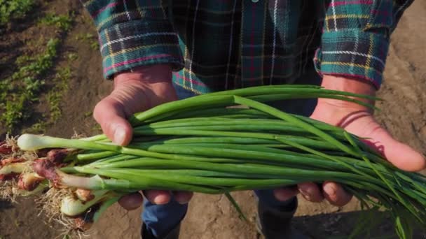 Zavřít Pár Čerstvých Cibulí Rukou Farmáře Selektivní Soustředění Samec Chovající — Stock video