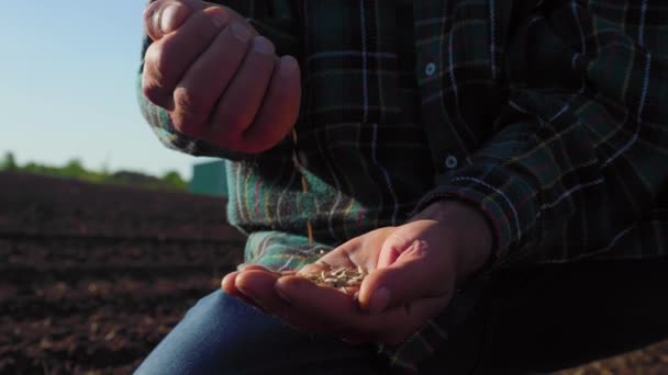 農業について 認識できない男性の手は 優しく屋外の指の間の熟した小麦をふるいます 手を閉じろ 種をまくための小麦の穀物を分析する 小麦フィールド — ストック動画