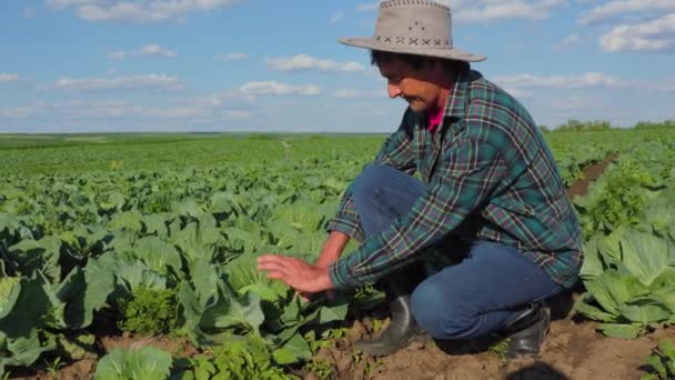 Landwirt Analysiert Wie Man Schädlinge Und Krankheiten Beim Kohlanbau Eindämmen — Stockvideo