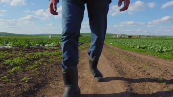 ゴムブーツが閉まりました キャベツフィールドを歩くゴム製ブーツの農民の足 ゴム製ブーツの男は農業の道を歩いている 生態系製品のコンセプト — ストック動画
