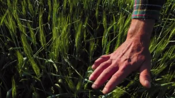 見知らぬ男性の手は 屋外の未熟なスパイシーツ小麦畑の上を穏やかに走り 切り取られました 農民の手は草の農場の小麦畑が付いている収穫作物の歩く緑の畑を閉めます — ストック動画