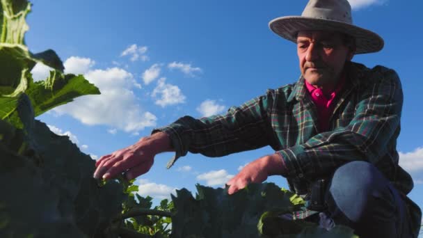 キャベツを栽培するときに害虫や病気を分析する彼の頭の上に帽子を持つ成熟した農家 明るい春の日に野菜畑を見ている農民のサイドビュー — ストック動画