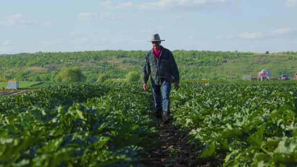 Zemědělství Samčího Farmáře Který Prochází Zeleninovým Polem Analyzuje Jejich Stav — Stock video
