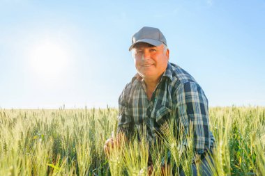 Yaşlı erkek çiftçi yaz günü tarla tarlalarında otururken dalgın bir suratla uzaklardan bakıyor. Olgun işçi tarlada oturuyor