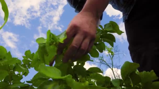 Bas Homme Chemise Carreaux Touchant Examinant Les Feuilles Vertes Maïs — Video