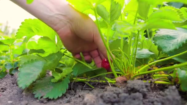 Onherkenbare Landarbeider Aanraken Inspecteren Rijpe Bes Aardbeienplant Zomerdag Plantenboer Handen — Stockvideo