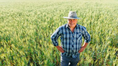 Neşeli yaşlı erkek çiftçi, kırsal alanda buğday kulaklarıyla yeşil tarlalarda dururken kameraya gülümseyerek bakıyor. Tarım alanındaki neşeli olgun çiftçi.
