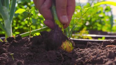 Unrecognizable male farmer pulling onion plant and removing dirt from root during harvest season. Crop man hand harvesting onion on sunny day