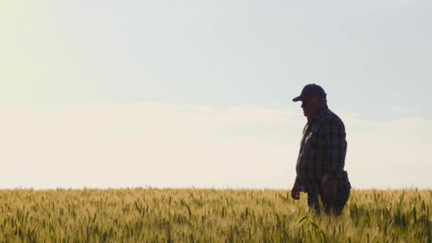 Вид Ззаду Анонімного Старшого Фермера Повсякденному Одязі Ходить Серед Зелених — стокове відео