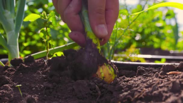 Nerozpoznatelný Farmář Který Vytahuje Cibuli Odstraňuje Nečistoty Kořenů Během Sklizně — Stock video