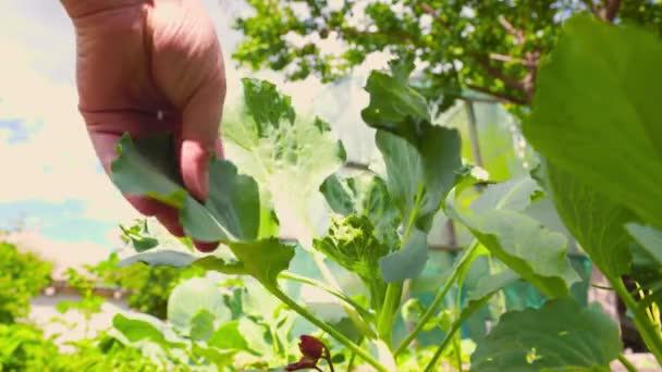 Campesinos Irreconocibles Que Tocan Delicadamente Hojas Verdes Plantas Crecimiento Durante — Vídeo de stock