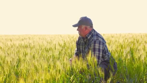 高齢の男性農民が夏の日に農場でハンチに座っている間 ペンネイブフェイスとの距離を調べています 小麦畑に座っている成熟した農民労働者 — ストック動画