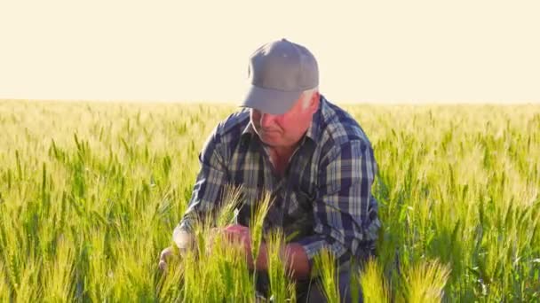 Homem Sênior Camisa Quadriculada Boné Tocando Inspecionando Culturas Cereais Durante — Vídeo de Stock