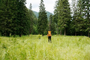 Yürüyüş ve yaşam tarzlarının uyumlu bir karışımı olarak, genç bir gezgin, yüksek yeşil bir ormanın manzaralı güzelliğini sergileyerek, bir patikada gezinir..