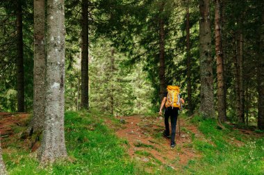Sırt çantasıyla süslenmiş genç bir erkek yürüyüşçü, etkin bir yaşam tarzının özünü somutlaştıran yemyeşil, yemyeşil bir ormanda sakin bir patikaya çıkar..