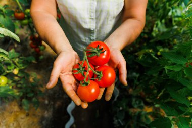 Yazın bir grup yuvarlak organik domatesleri gösteren kadın elleri. Sağlıklı yemek. Sebze bahçesinde hasat..
