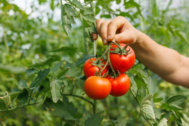 Taze domates tutan çiftçi elleri. Şu anda kırsal kesimde hasat edilen tarımsal biyoloji ve eko tarım tarlası bahçesi.