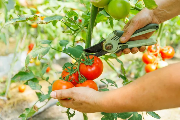female farmer hands picking crop of red tomatoes in glasshouse. Gardening and agriculture concept. The farmers hands are holding tomatoes.