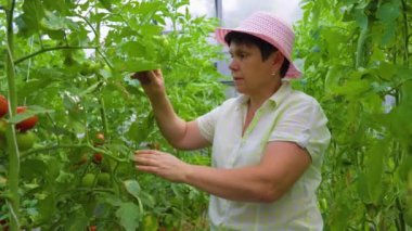 Agribusiness mature woman gardener owner checking tomatoes quality. woman Taking care of the vegetable with happiness in greenhouse