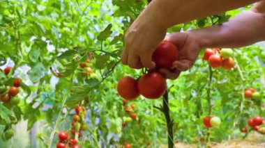 Woman farm worker hands picking fresh ripe organic tomatoes. Greenhouse produce. Vegetable food production. Tomato growing in greenhouse