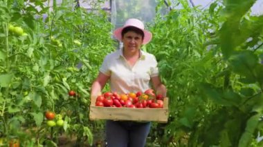 Proud woman farm business owner showing on camera ripe organic vegetables harvested on his plantation. Successful Farm Owner. farmer carries a box of tomatoes in a greenhouse