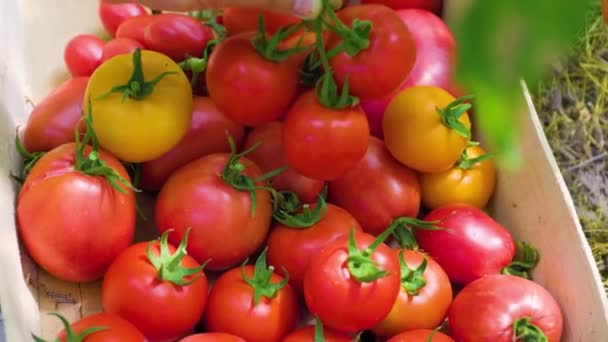 Agricultrice Mains Cueillette Récolte Tomates Rouges Mettre Dans Boîte Serre — Video