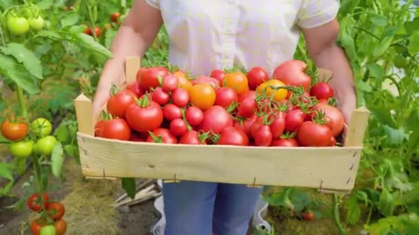 Close Wooden Box Freshly Plucked Colorful Tomatoes Hands Greenhouse Owner — Stockvideo