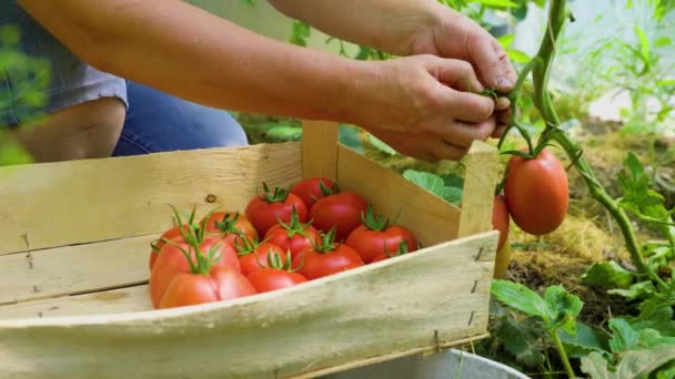 Woman Hands Picks Ripe Tomatoes Branch Putting Box Harvest Concept — Αρχείο Βίντεο