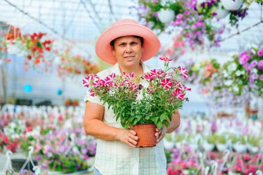 Front view nice senior female florist looking at camera stand in greenhouse smile hold hands pot of flower. Aged woman is happy, flowers in pots are growing beautiful, healthy and ready to sale.