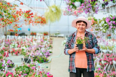 Front view looking at camera florist aged woman in hat stands in greenhouse among indoor flowers in pots. Dressed in casual clothes. Smiles happily and holds favorite pot flower in hands. Copy space.
