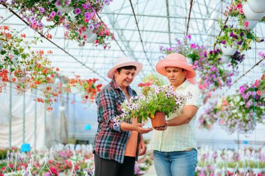 Front view looking at each other two elderly women in greenhouse talking, holding indoor flower. In their hands a flower in pot. There are many other different flowers in the greenhouse. Copy space.