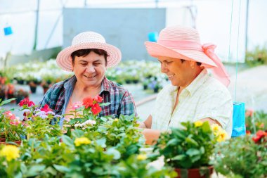 Front view looking at flowers in pots two women working in a flower greenhouse discussing their work. The flowers are of good quality and beautiful. Sales will be high and effective. Copy space.