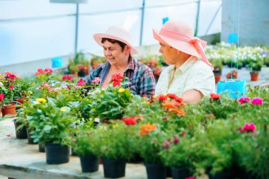 Front view looking at flowers in pots two women working in a flower greenhouse discussing their work. The flowers are of good quality and beautiful. Sales will be high and effective. Copy space.