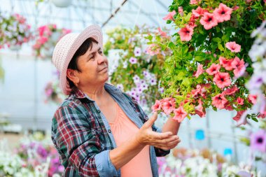 Front view florist woman in a plaid shirt carefully check the quality of grown flowers in pot at greenhouse. Senior worker takes flowers with her hands with care. Copy space.