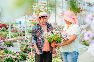 In greenhouse with seedlings of indoor plants, two aged women talking sweetly, laughing, holding flower in pot. Florists discuss their interesting work. Thinking to improve the business. Copy space.