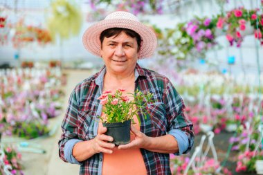Front view looking at camera florist aged woman in hat stands in greenhouse among indoor flowers in pots. Dressed in casual clothes. Smiles happily and holds favorite pot flower in hands. Copy space.