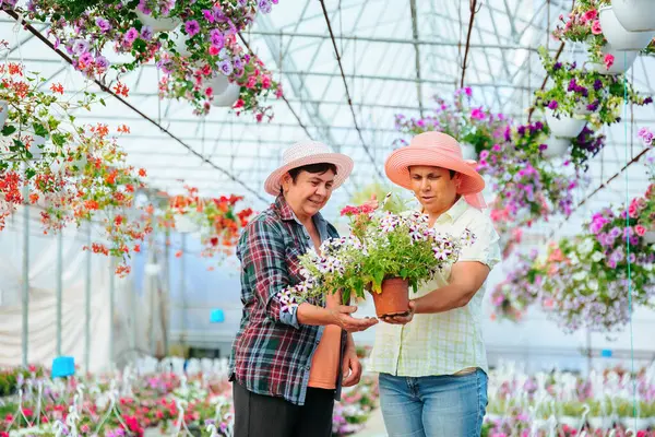 Front view looking at each other two elderly women in greenhouse talking, holding indoor flower. In their hands a flower in pot. There are many other different flowers in the greenhouse. Copy space.