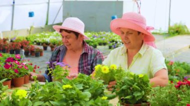 Front view looking at flowers in pots two women working in a flower greenhouse discussing their work. The flowers are of good quality and beautiful. Sales will be high and effective. Copy space.