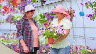 In greenhouse with seedlings of indoor plants, two aged women talking sweetly, laughing, holding flower in pot. Florists discuss their interesting work. Thinking to improve the business. Copy space.