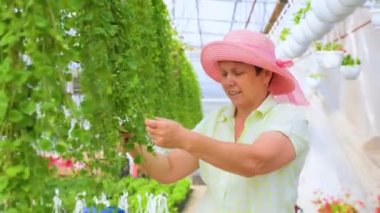 Front view of diligent greenhouse worker taking care of flowers, female florist looking at plants closely. The woman takes her job seriously. Smiling and looking at green plants. Copy space.
