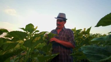 Bıyıklı ve şapkalı bir adam profesyonel tarım uzmanı bahar ayçiçeği kültürünü inceliyor. Gün batımında ciddi bir çiftçi tarladaki bitkileri inceliyor.