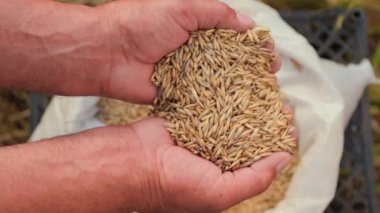 Cömert bir hasatın özünü yakalayan bu resim, başarılı bir çiftçinin ellerinde sallanan buğday tanelerinin yakın çekim görüntüsünü sergiliyor..