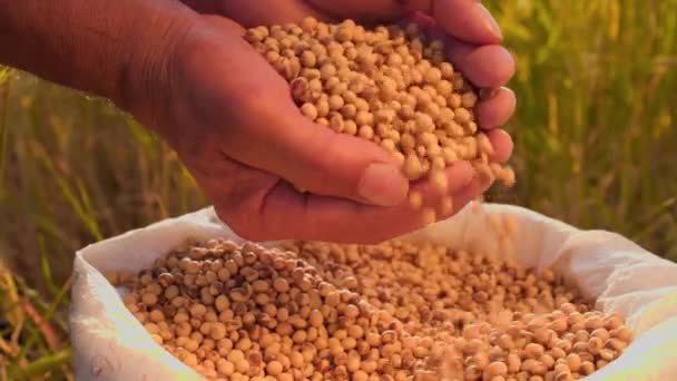 시간은 농부가 알갱이의 특징으로하는이 클로즈업 샷에서 웅장하게 묘사됩니다 절정에 포괄적 — 비디오