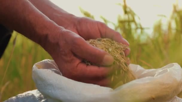熟練した農家の手がこのトップビュー画像の中央段階を占め 新鮮に収穫された小麦の穀物の詳細を明らかにします 成功した農業のお祝い この構成は美しく — ストック動画