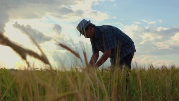 農業分野の専門農家による日没時の農業分野での穀物の検査 昔の農夫が植物作物を分析して — ストック動画