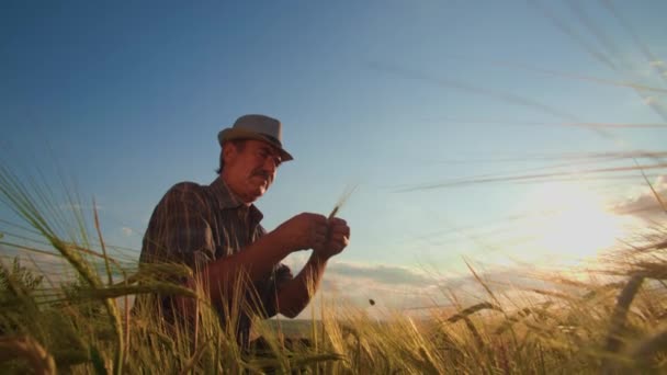 Der Ruhigen Weite Des Landwirtschaftlichen Feldes Inspiziert Ein Erfahrener Landwirt — Stockvideo